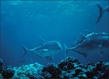 20120521-NOAA fish skipjack_100.jpg